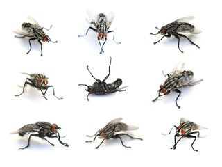 Collection of common houseflies Musca domestica isolated on white background