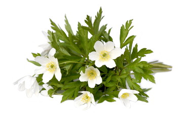 Bouquet of anemones on a white background
