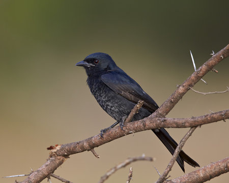 Fork-tailed drongo (Dicrurus adsimilis), Kruger National Park
