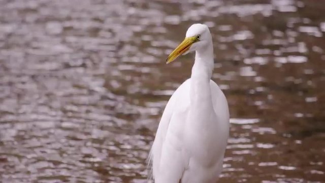 Static shot of white bird drinking water and cleaning itself.