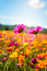 Beautiful Cosmos flowers in nature environment