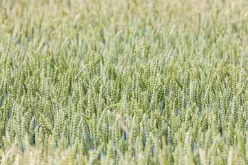 close up of grain field