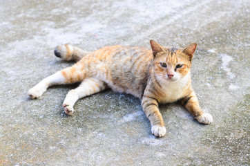 Stray cat on street