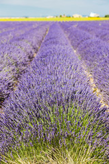 Naklejka na ściany i meble lavender field, Plateau de Valensole, Provence, France