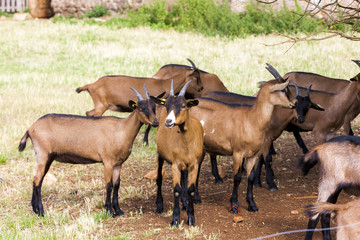 herd of goats, Aveyron, Midi Pyrenees, France