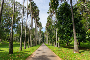 Palm alley in Royal botanical garden Peradeniya. Kandy, Sri Lanka.