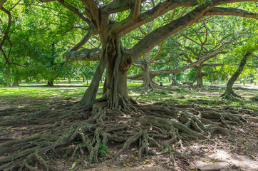 Weeping fig tree in Royal Botanical Garden Peradeniya. Sri Lanka