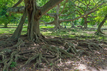 Weeping fig tree in Royal Botanical Garden Peradeniya. Sri Lanka