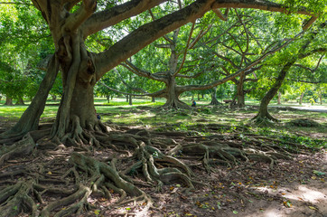 Weeping fig tree in Royal Botanical Garden Peradeniya. Sri Lanka