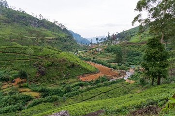 Fototapeta na wymiar Rural landscape with tea plantation near Nuwara Eliya, Sri Lanka