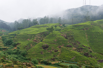 Rural landscape with tea plantation near Nuwara Eliya, Sri Lanka