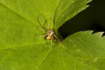  philodromid crab spider on the leaf of Alchemílla