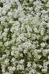 The small white flowers on a Common scurvygrass Cochlearia officinalis plant