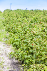 raspberry bushes
