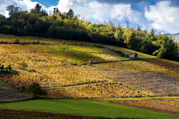 vineyards of Beaujolais, Rhone-Alpes, France