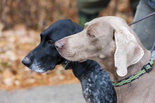 portrait of hunting dogs