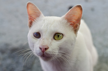White cat with one blind eye