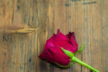 Róża na drewnianym,rustykalnym tle © Mike Mareen