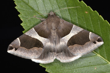 Dysgonia algira, a species of moth of the family Noctuidae