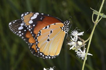 Danaus chrysippus, the plain tiger or African monarch
