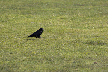 Krähen im Dartmoor