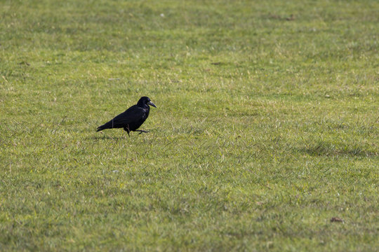 Kr&auml;hen im Dartmoor