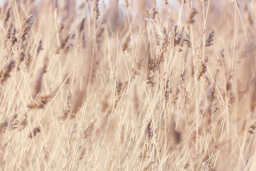 Background of dry grass