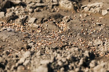 lying on the ground grain  