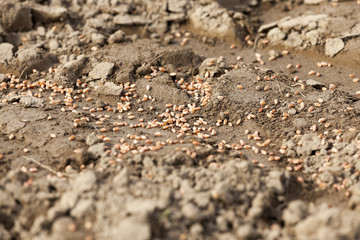 processed wheat. sowing  