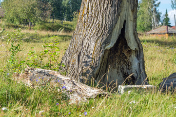 Ствол дерева Тополь Черный Осокорь. Нижняя часть.