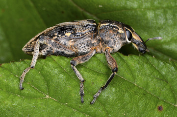 Curculionidae,  the family of the weevils (or 