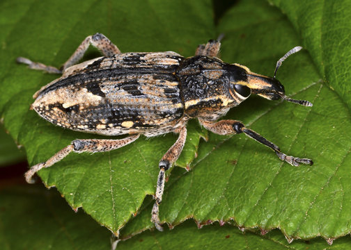 Curculionidae,  the family of the weevils (or "snout beetles")