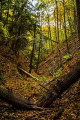 Fototapeta premium Forest in Autumn