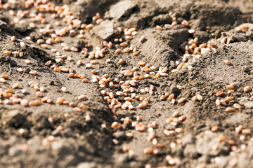 sowing wheat  . spring