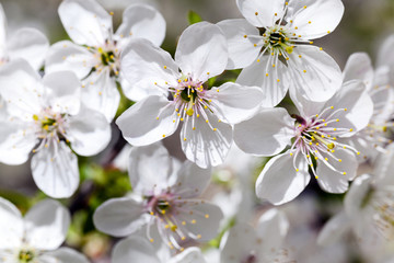 cherry blossom ,  spring  