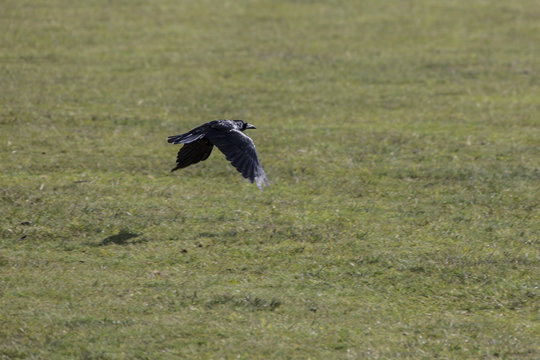 Kr&auml;hen im Dartmoor