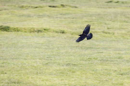 Kr&auml;hen im Dartmoor