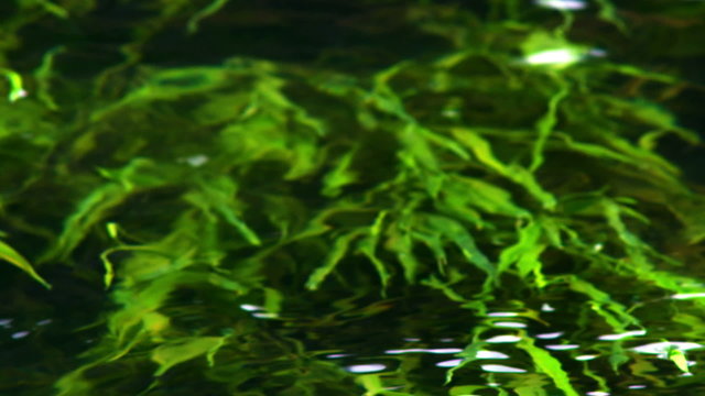 Royalty Free Stock Video Footage of underwater foliage shot in Israel at 4k with Red.