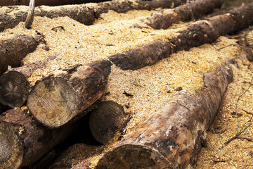 wood shavings. close-up  