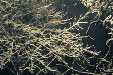 winter trees covered with snow
