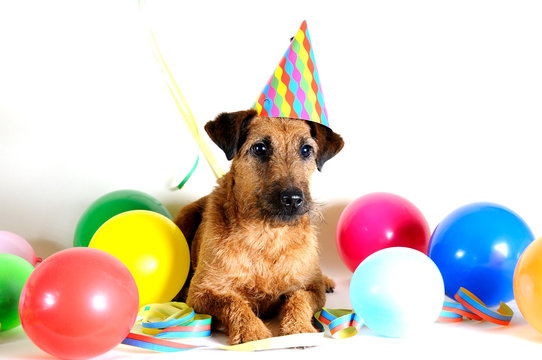 s&uuml;&szlig;er Hund mit Hut