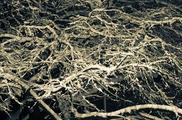winter trees covered with snow