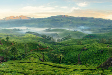 Fototapeta na wymiar Mountain tea plantations in Munnar