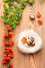 Quail eggs in the nest  and flowers. Romantic Easter background