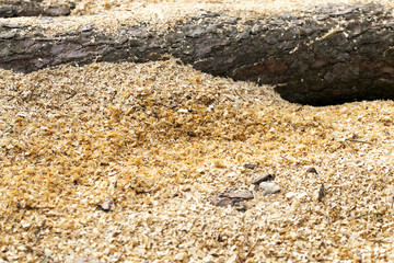 wood shavings. close-up  