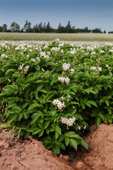 Potato Farm in rural Prince Edward Island, Canada