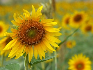 Obraz premium Sunflower