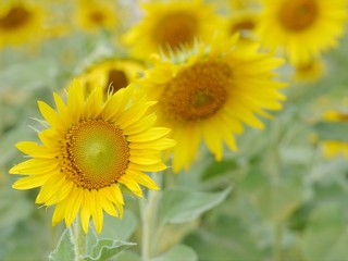Fototapeta premium Sunflower