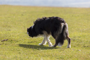 Fototapeta premium Border Collie in Aktion