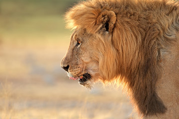 Portrait of a male African lion (Panthera leo), Etosha National Park, Namibia.